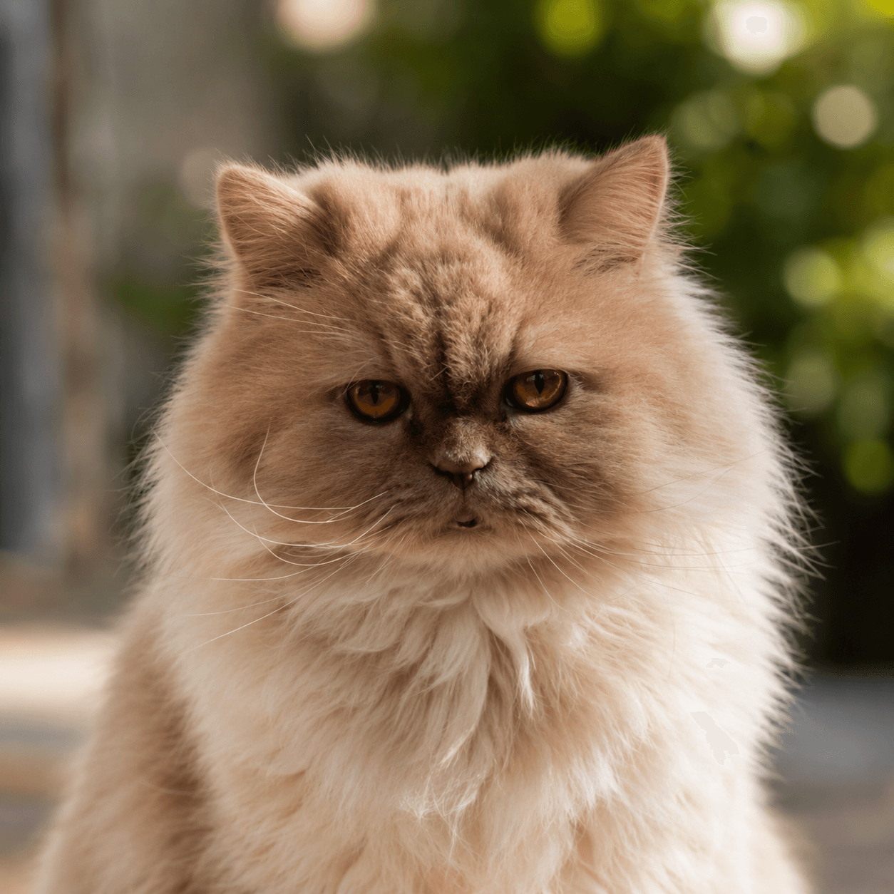 Theo — Utopia Tech Solutions' Chief Emotional Support Officer (the company cat)