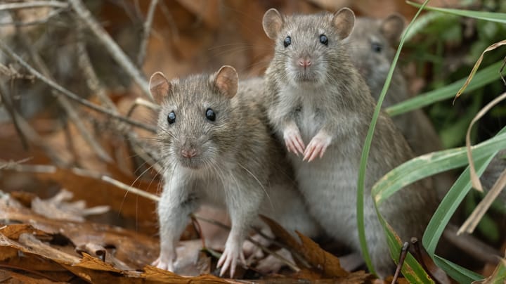 SilkParasite Threatens Central Asian Orgs With Flurry of RATs