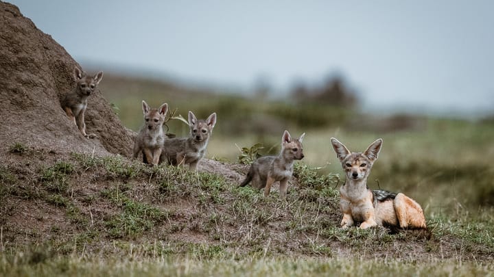 Interpol's Jackal IV Disrupts West African Crime Infrastructure