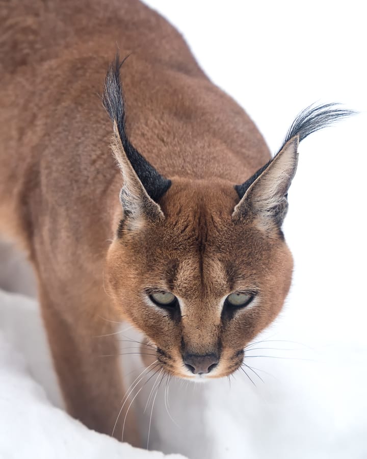 Dark Caracal Adds New Malware to Cyber Espionage Arsenal