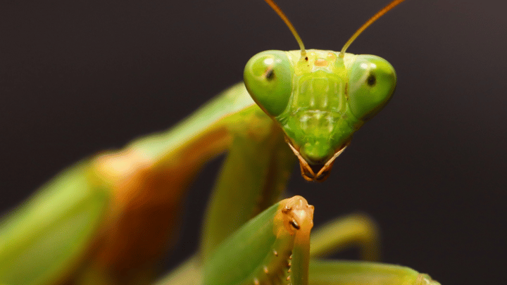 'NeedyMantis' Provides Long-Term Access to Compromised Networks