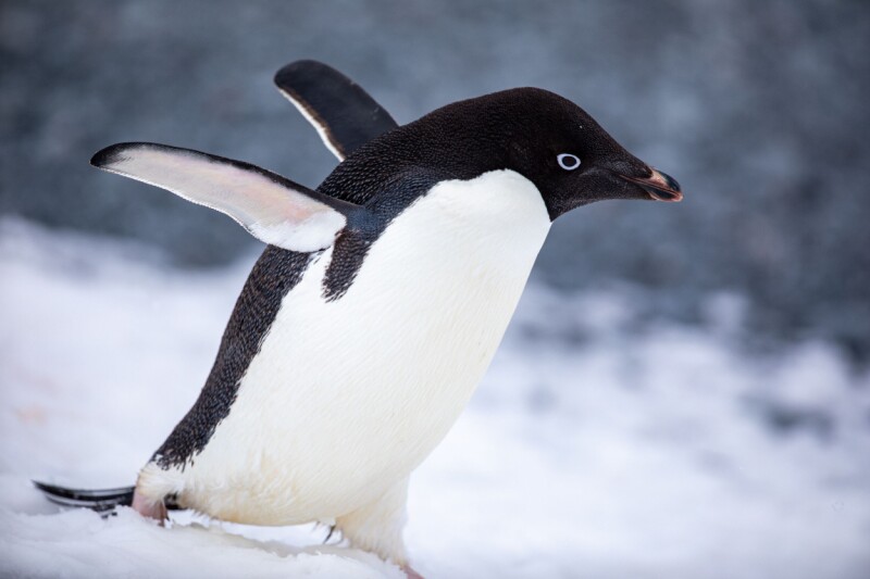 MX Linux 25.2 provides possible refuge from AI as well as systemd